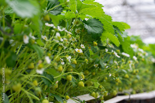 Spring season in greenhouse, unripe green strawberries growing on organic strawberry farm in the Netherlands