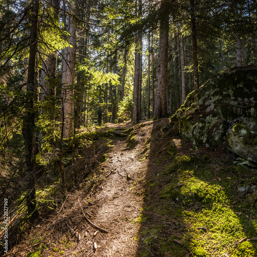 A downhill track in the coniferous forest. Pirin mountains near Bansko ski resort  Bulgaria.