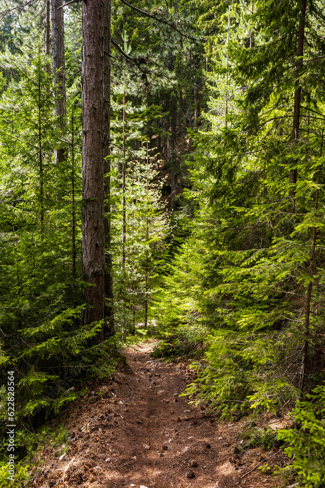 Narrow route in summer coniferous forest