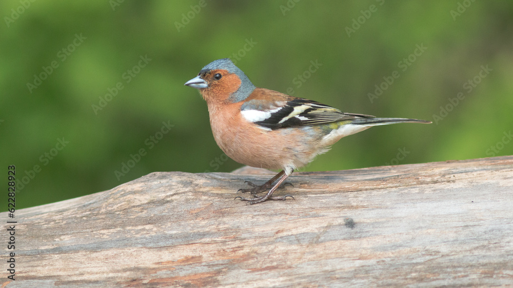 robin in the grass