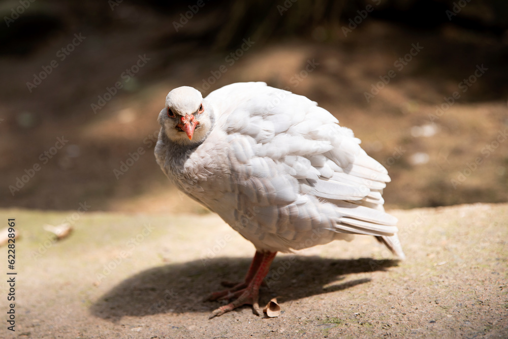 geopelia cuneata dove, macro. The bird looks at the camera, there is a place for an inscription geopelia cuneata dove, macro. The bird looks at the camera, there is a place for an inscription