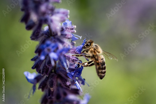 honey bee looking for nectar on blooming russian sage flower © Markus
