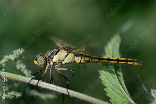 a young dragonfly (Orthetrum cancellatum) with a yellow body and dark stripes, perches on the branch of a flowering nettle. The insect is photographed from the side.