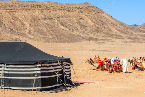 Canvas-taulu Nomads harnessing riding camels in the desert with traditional bedouins tent in