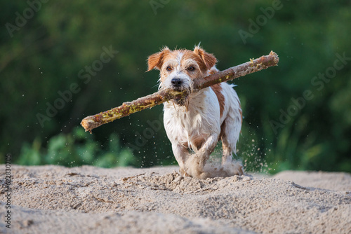 Valokuva Jack Russell Terrier carries a stick in its mouth