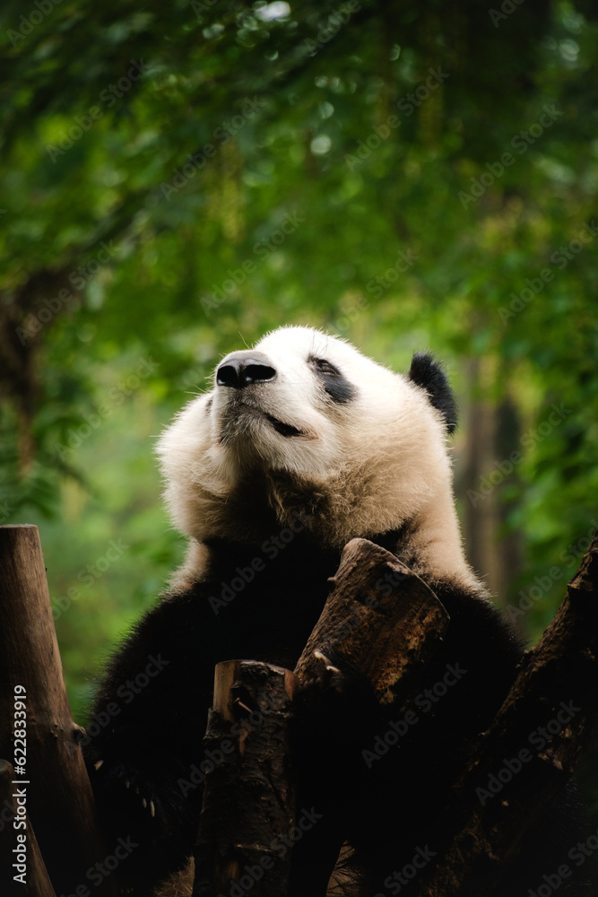 Obraz premium giant panda bear