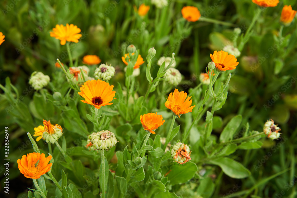 Marigold flowers closeup