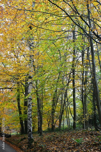Autumn colours in the woodland trees