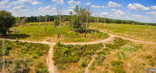 The heathlands in the De Meinweg National Park, part of the Maas-Schwalm-Nette Park, Limburg region, the Netherlands