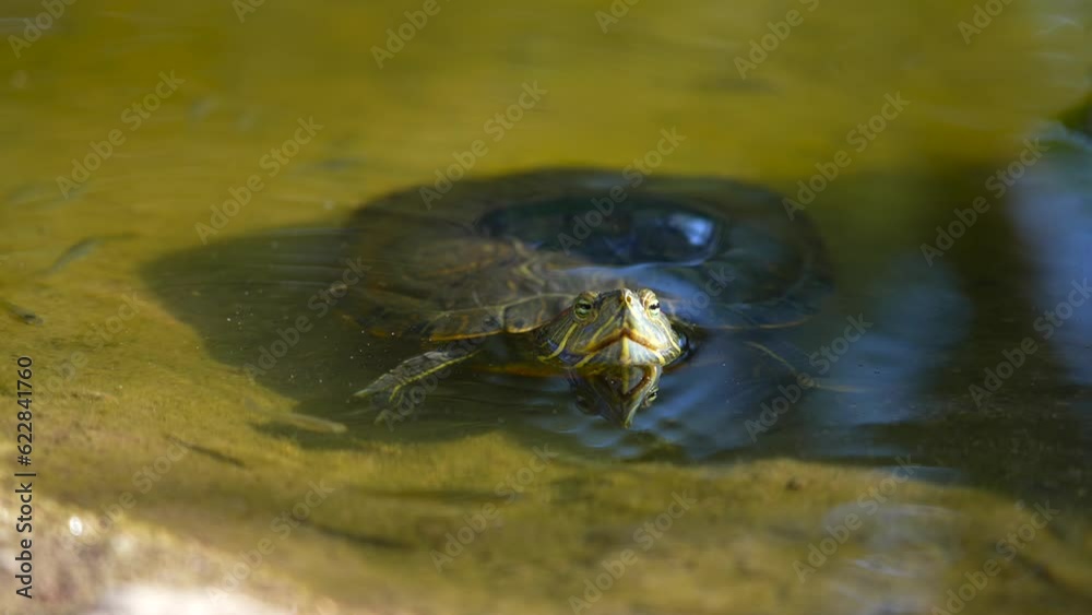 A Charming Video of a Small Turtle Sunbathing in the Enchanting Arboretum Botanic Garden Pond A Charming Video of a Small Turtle Sunbathing in the Enchanting Arboretum Botanic Garden Pond
