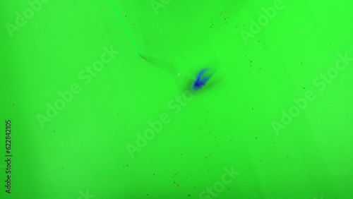 Top-down view of Bengal cat playing with a cat toy on green screen isolated with chroma key