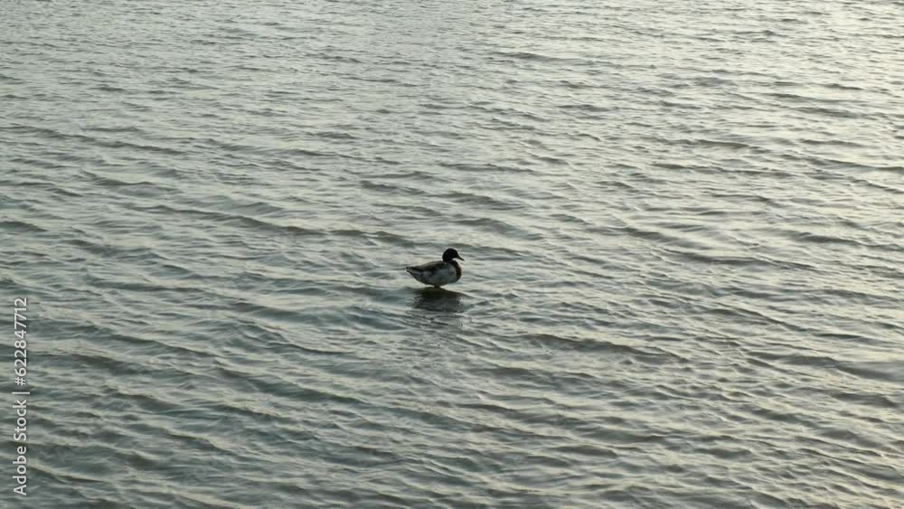 Alone duck in lake during sunset. A view of alone duck resting on the river water during evening time in summer. Alone duck in lake during sunset. A view of alone duck resting on the river water during evening time in summer.