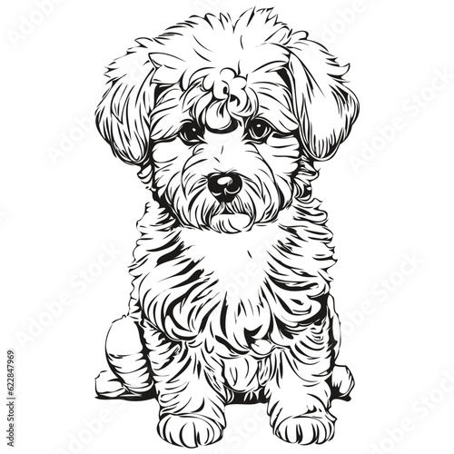 Bichons Frise dog hand drawn logo drawing black and white line art pets illustration realistic breed pet