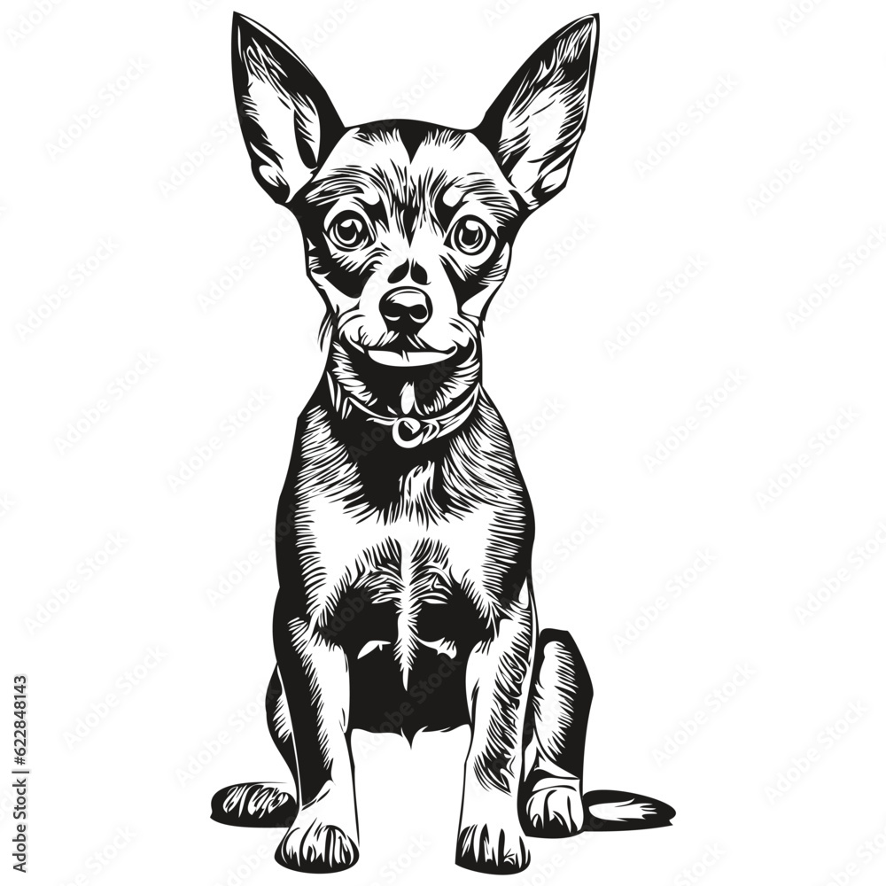 Miniature Pinscher dog vector graphics, hand drawn pencil animal line illustration realistic breed pet