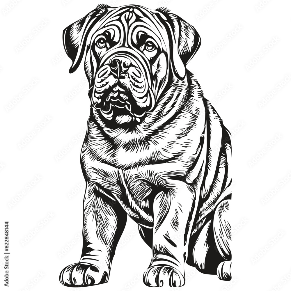 Neapolitan Mastiff dog outline pencil drawing artwork, black character on white background realistic breed pet