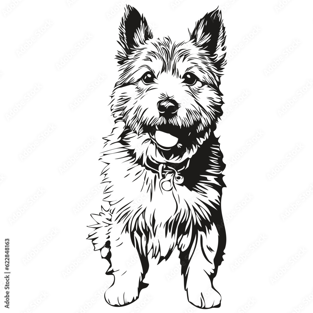 Norwich Terrier dog isolated drawing on white background, head pet line illustration realistic breed pet