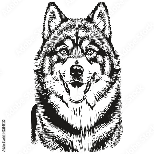 Malamute dog line illustration, black and white ink sketch face portrait in vector realistic breed pet