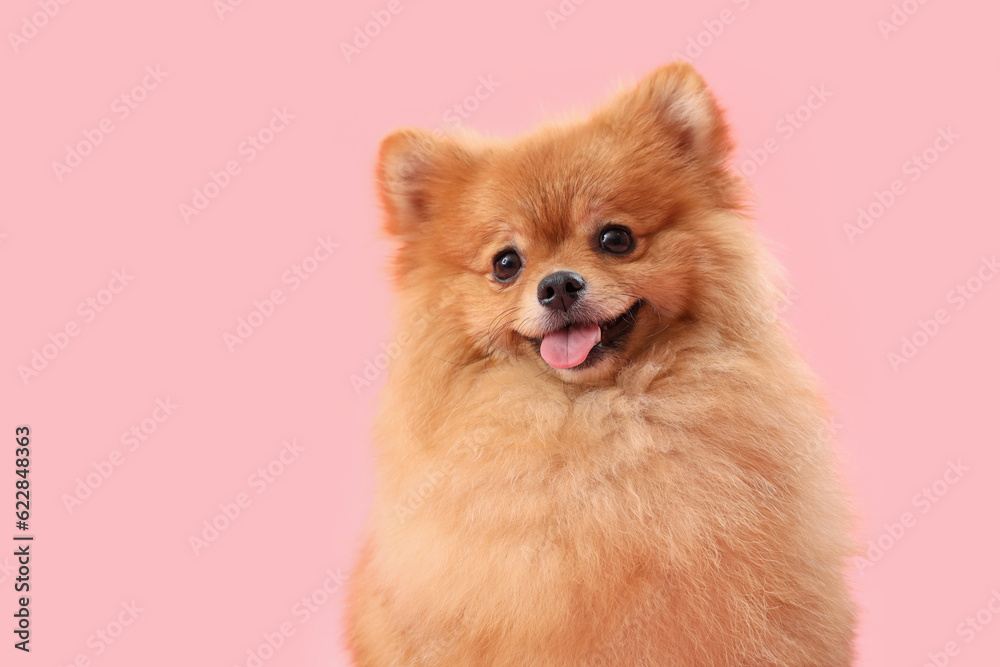 Cute Pomeranian dog on pink background, closeup