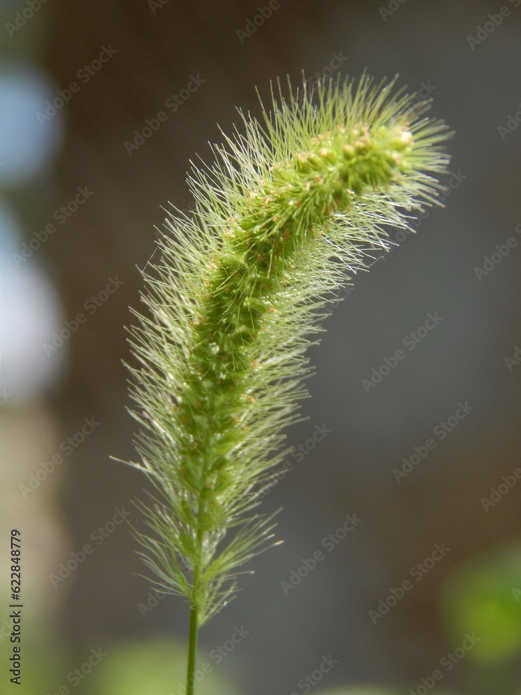Spikelet green in summer on a blurred background Spikelet green in summer on a blurred background