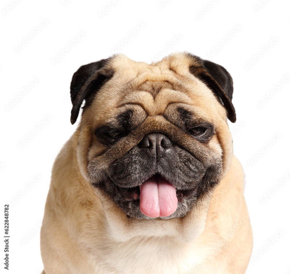 Portrait of a purebred cute pug with his tongue hanging out on a white background.
