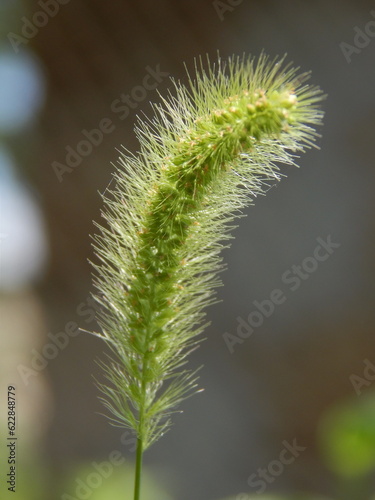 Spikelet green in summer on a blurred background