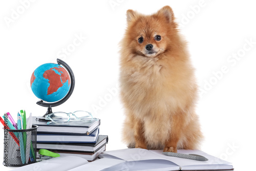 Cute Pomeranian dog with sc...