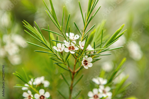 Macro close-up of branch and blooming flowers of a Chamelaucium uncinatum plant photo