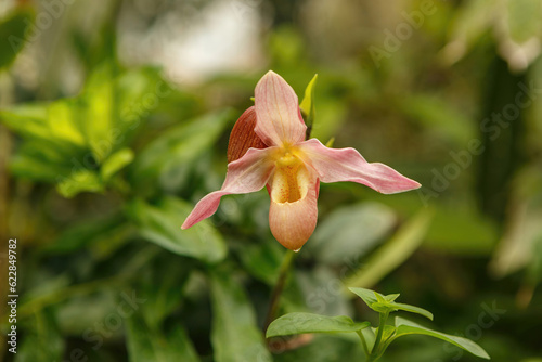 Macro close-up of orchid Cypripedium phragmipedium baronesse hybrid flower in bloom