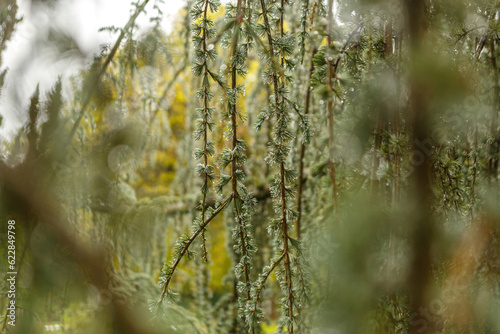 Macro close-up of the branches of a hanging blue cedar, Cedrus atlantica glauca pendula, at a rainy day