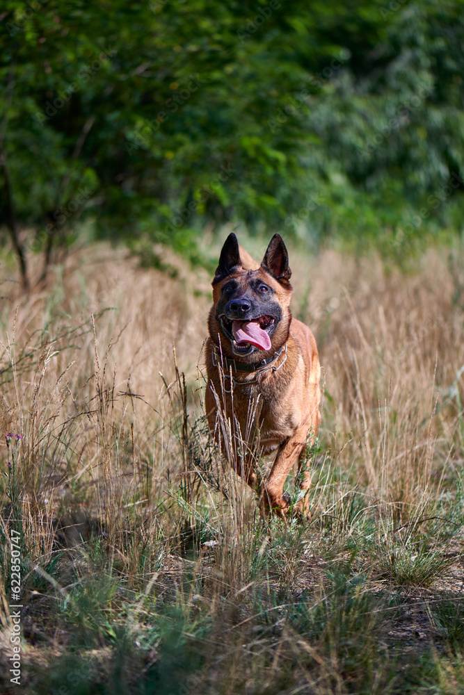 Belgian Malinois Shepherd dog running on dry grass