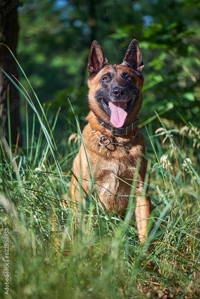 Portrait of a Belgian Malinois Shepherd dog sitting on the grass