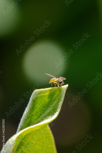 Fly on a Leaf © Awesome