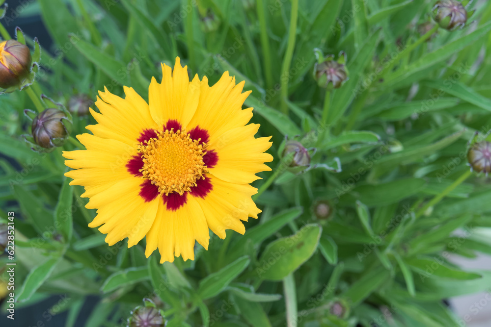 lanceleaf coreopsis lanceolata flower close up indoor lanceleaf coreopsis lanceolata flower close up indoor
