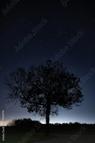 Night tree © Gregorio Ciurleo