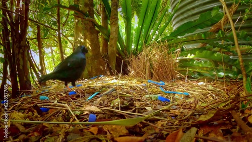 Male of Satin Bowerbird - Ptilonorhynchus violaceus a bowerbird endemic to eastern Australia, Australian bird black body and blue eyes building the bower with blue and white pieces. photo