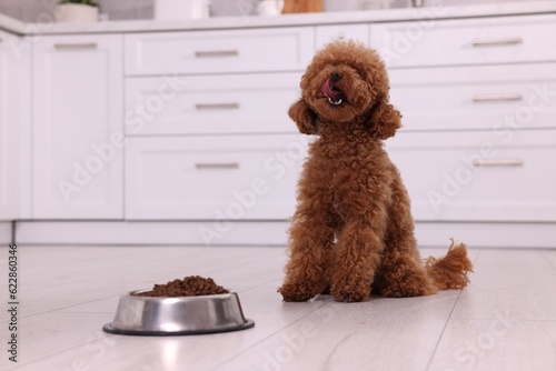 Cute Maltipoo dog near feeding bowl with dry food on floor in kitchen. Lovely pet