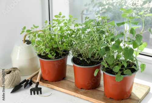 Different fresh potted herbs and gardening tools on windowsill indoors