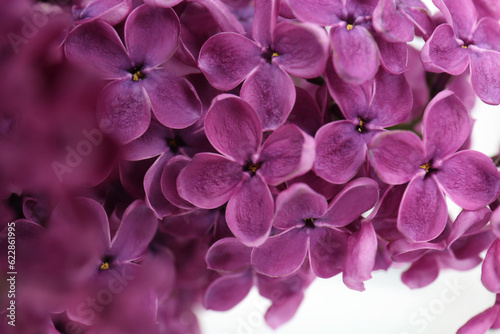 Closeup view of beautiful lilac flowers on white background © New Africa