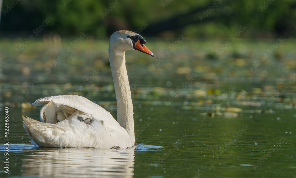 Fototapeta premium Swan gracefully moving around lake in morning light.