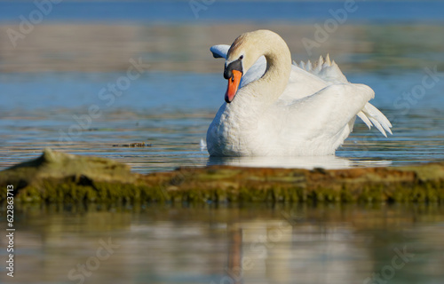 Swan gracefully moving around lake in morning light.