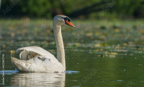 Swan gracefully moving around lake in morning light. © Ryan
