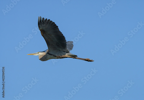 Great Blue Heron flying over lake in morning light © Ryan