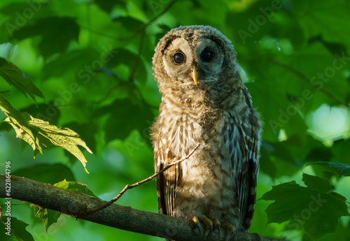Majestic Barred Owlett sitting in tree quietly observing the floor of the woods for prey. Carmel, Indiana, Summer 2023.