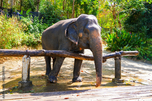 Asian elephant presented in the Chalong Elephant Retirement Centre, on the hill of the Big Buddha of Phuket in the south of Thailand