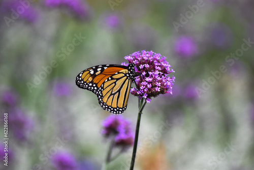 Monarch Butterfly on Purple Flower © Mitchell