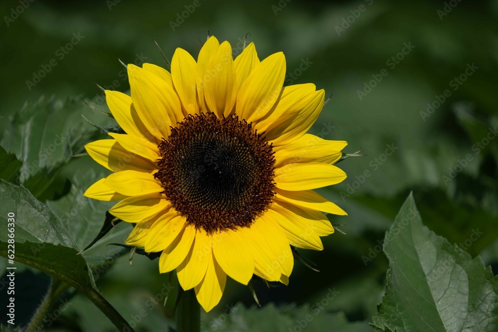 Fototapeta premium ひまわり