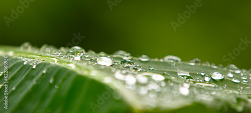 Photography water drops on green leaf macro close up with bokeh background