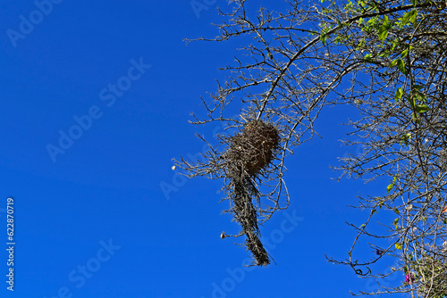 Nest of rufous-fronted thornbird (Phacellodomus rufifrons) in Teresopolis, Rio de Janeiro, Brazil photo