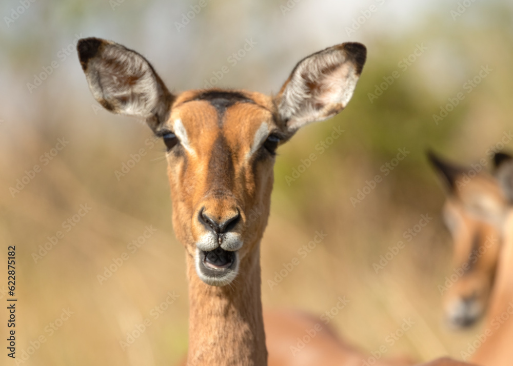 An Impala ewe gazes seemingly in surprise at the camera while chewing An Impala ewe gazes seemingly in surprise at the camera while chewing