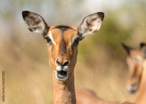 An Impala ewe gazes seemingly in surprise at the camera while chewing